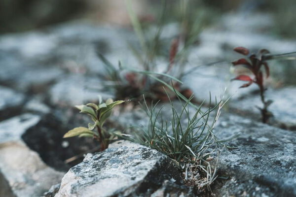 Robuste Pflänzchen wachsen zwischen Steinen. Foto von Fabian Kleiser @unsplash