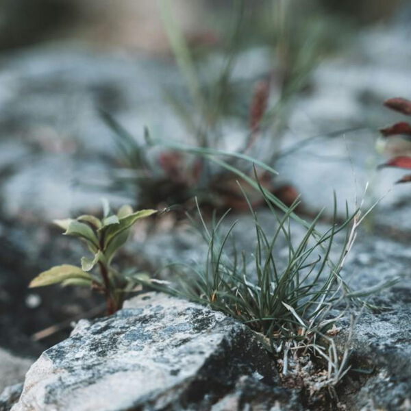 Robuste Pflänzchen wachsen zwischen Steinen. Foto von Fabian Kleiser @unsplash